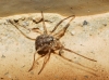 LEIOBUNINAE