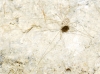 LEIOBUNINAE