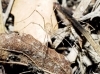 LEIOBUNINAE