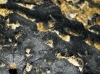Leiobunum granulosum