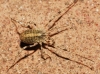 Odiellus