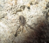 Odiellus