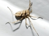 Odiellus