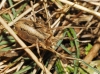 Odiellus troguloides Odiellus troguloides