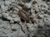 Odiellus troguloides Odiellus troguloides