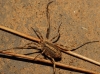 Odiellus troguloides Odiellus troguloides