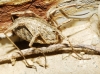 Odiellus troguloides Odiellus troguloides