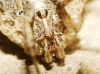 Odiellus troguloides Odiellus troguloides