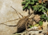 Odiellus troguloides