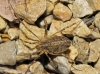Odiellus troguloides