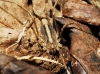 Odiellus troguloides