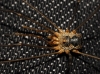 Phalangium opilio Phalangium opilio