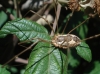 Phalangium opilio Phalangium opilio
