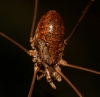 Phalangium opilio Phalangium opilio