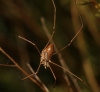 Phalangium opilio Phalangium opilio