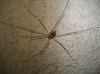Phalangium opilio Phalangium opilio