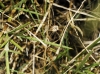 Phalangium opilio Phalangium opilio