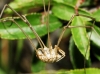 Phalangium opilio Phalangium opilio