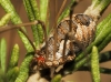 Phalangium opilio Phalangium opilio