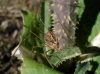 Phalangium opilio Phalangium opilio