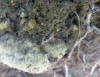 Phalangium opilio Phalangium opilio