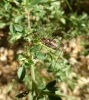 Phalangium opilio Phalangium opilio