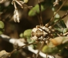 Phalangium opilio Phalangium opilio