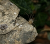 Phalangium opilio Phalangium opilio