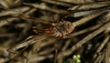 Phalangium opilio Phalangium opilio