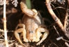 Buthus occitanus