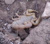 Buthus occitanus