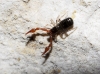 Neobisium (Neobisium) sp.