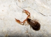 Neobisium (Neobisium) sp.