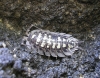 A identificar A identificar