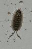 A identificar A identificar