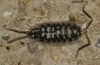 A identificar A identificar