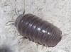 Armadillo officinalis ? 1/2 Armadillo officinalis ? 1/2