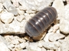 Armadillo officinalis ? 1d3 Armadillo officinalis ? 1d3