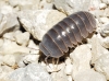 Armadillo officinalis ? 2d3 Armadillo officinalis ? 2d3