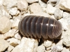 Armadillo officinalis ? 3d3 Armadillo officinalis ? 3d3
