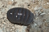Armadillo officinalis Dumeril 1816 Armadillo officinalis Dumeril 1816