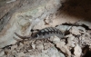 Porcellio ?
