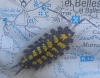 Porcellio haasi ? Porcellio haasi ?