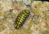 Porcellio haasi ? Porcellio haasi ?
