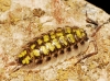 Porcellio haasi ? Porcellio haasi ?