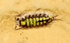 Porcellio haasi Arcangeli 1925 Porcellio haasi Arcangeli 1925