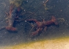 Procambarus clarkii