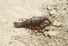 Procambarus clarkii