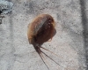 Triops cancriformis