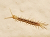 Lithobiomorpha